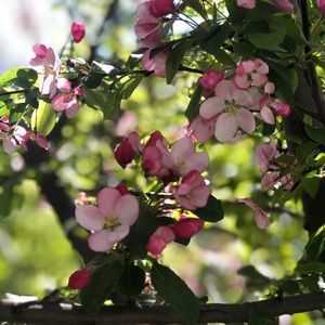 Meet your Posher, Sogol